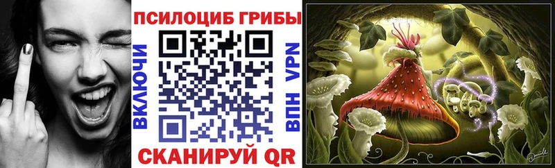 Купить где  Бавлы  Галлюциногенные грибы Psilocybe 